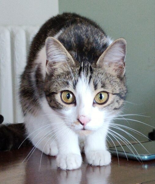 capire i gatti