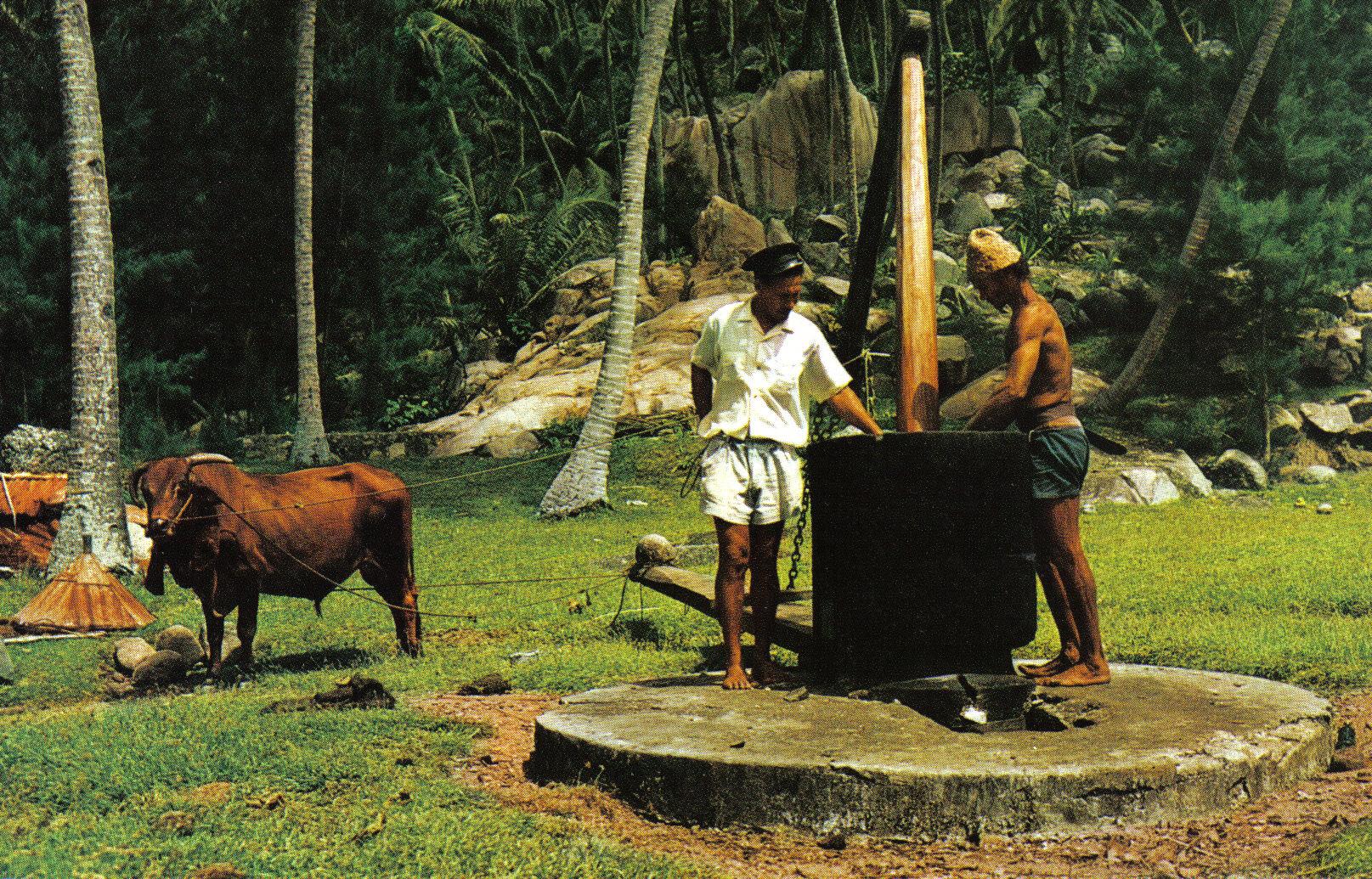 Coconut_oil_making_Seychelles