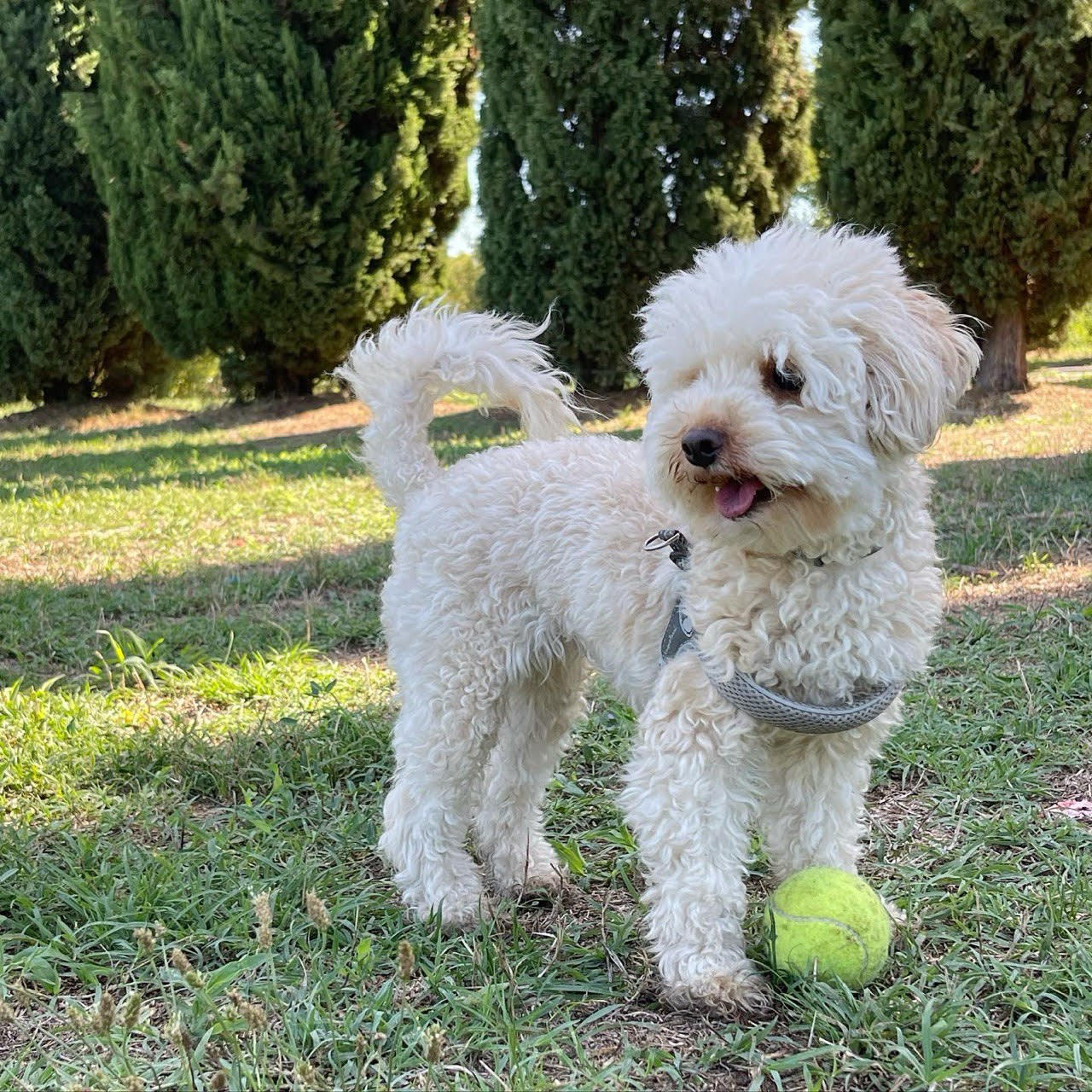 Nina, Giornata del cane
