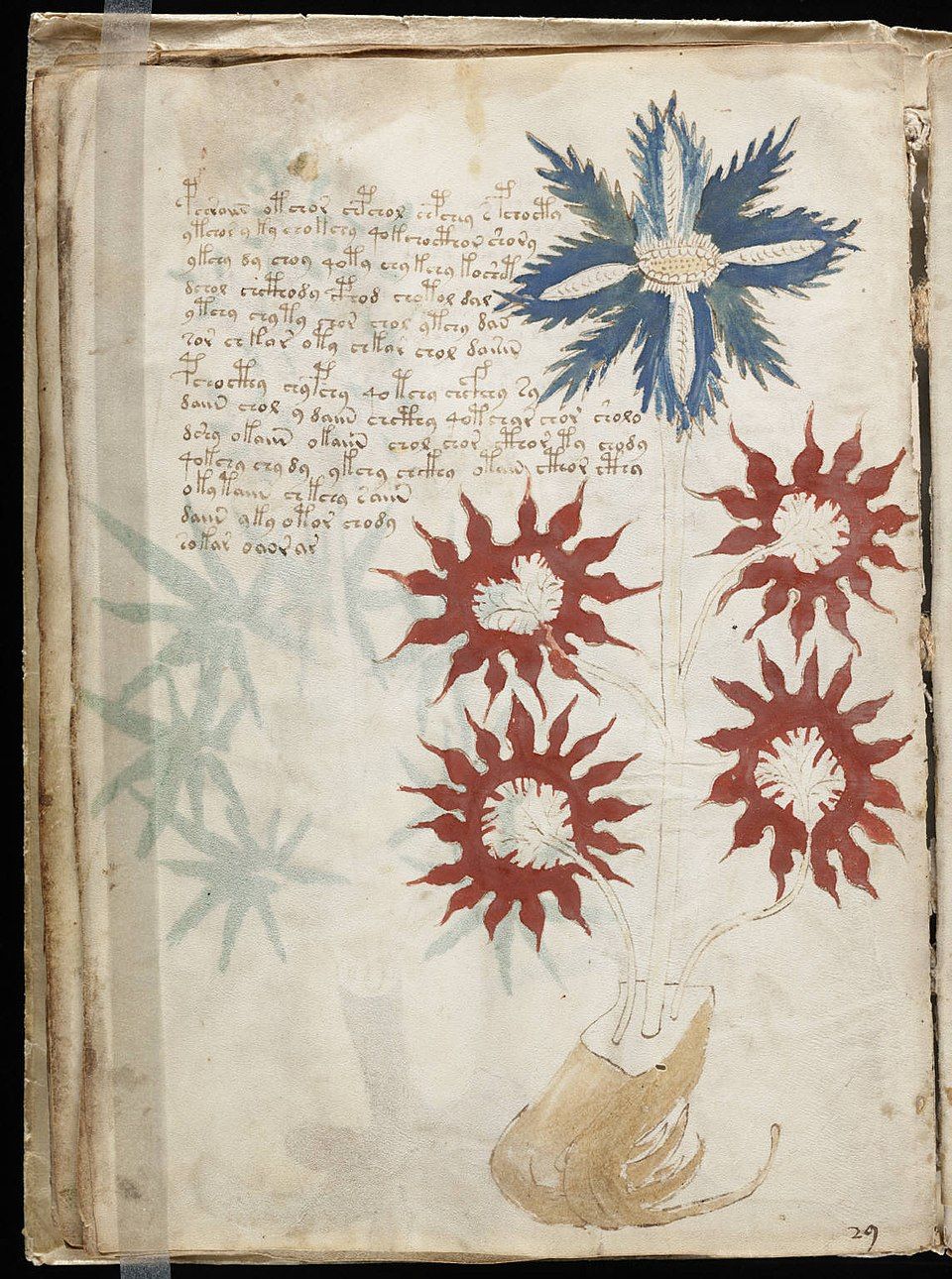 Una pagina del Codice Voynich